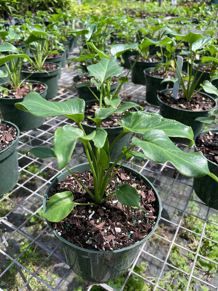 philodendron-deja-vu