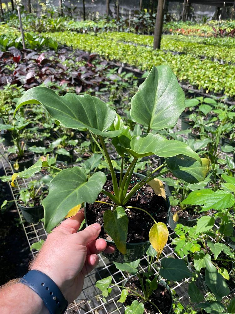 philodendron-deja-vu