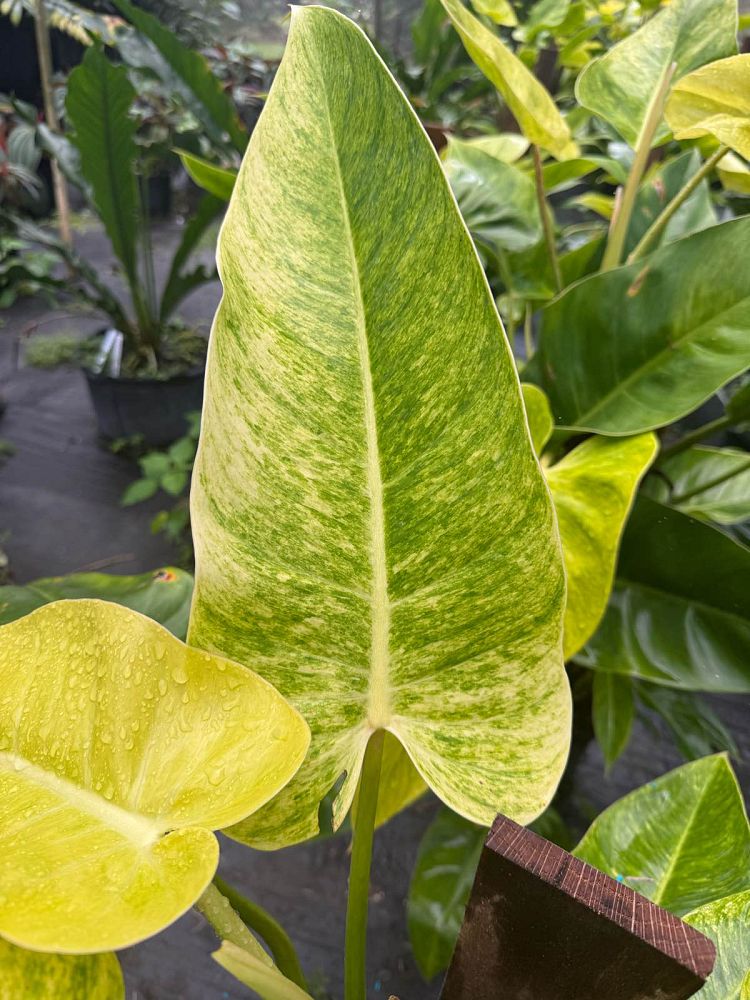 philodendron-domesticum-calkin-s-gold-spade-leaf-philodendron