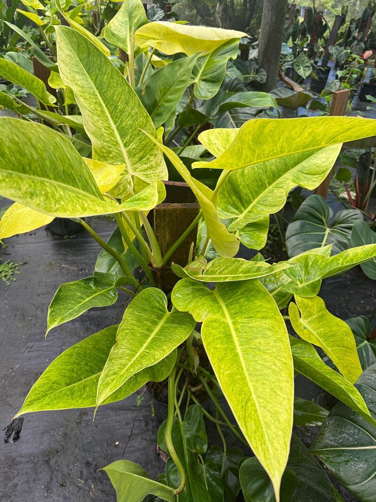 philodendron-domesticum-calkin-s-gold-spade-leaf-philodendron