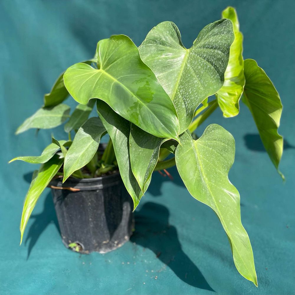 philodendron-domesticum-spade-leaf-philodendron