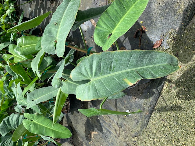 philodendron-domesticum-spade-leaf-philodendron