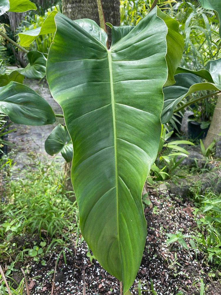 philodendron-ecuador