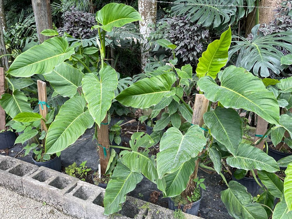 philodendron-ecuador