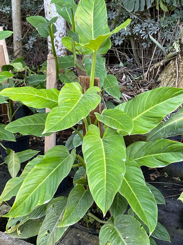 philodendron-ecuador