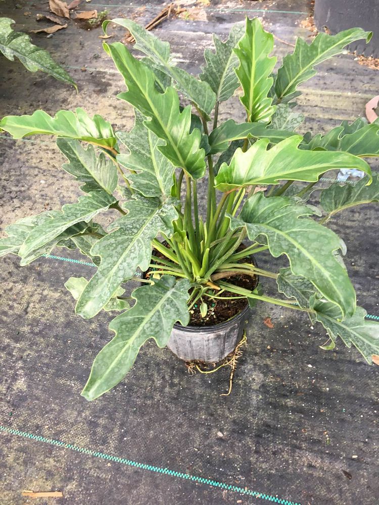 philodendron-enzie