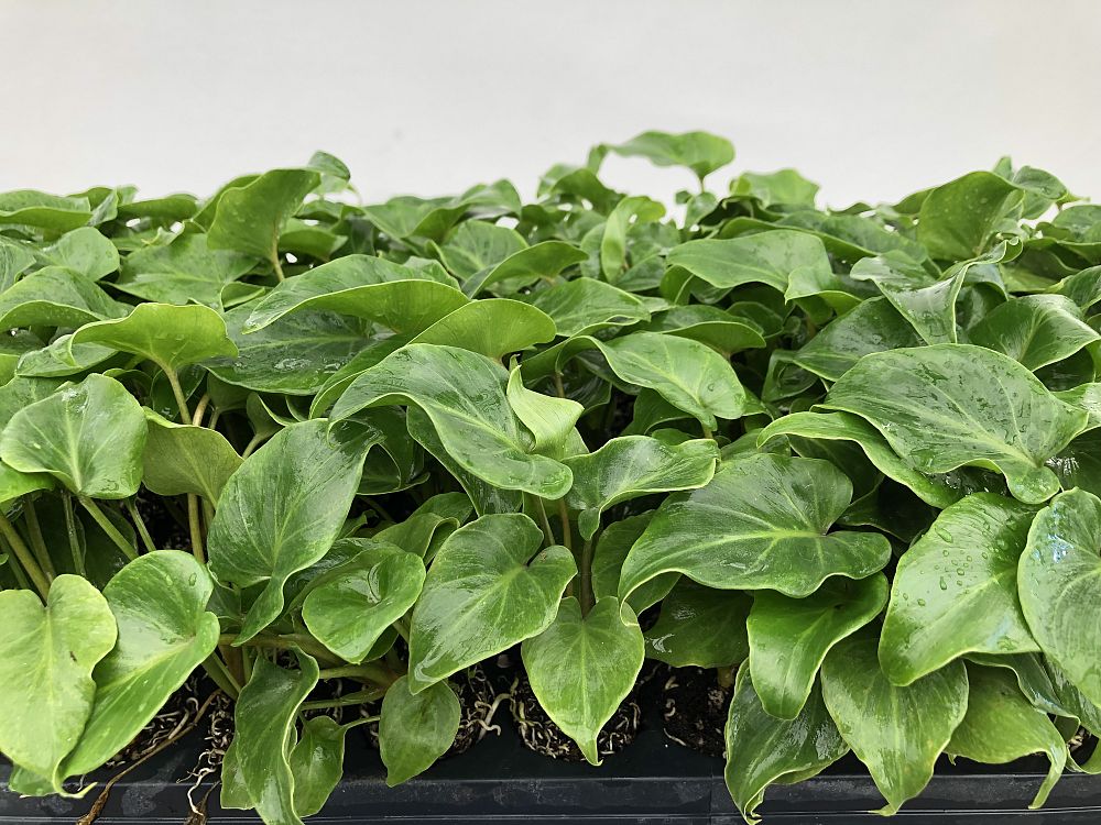 philodendron-enzie