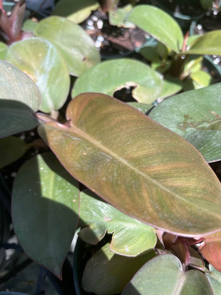 philodendron-erubescens-black-cardinal-red-leaf-philodendron-blushing-philodendron