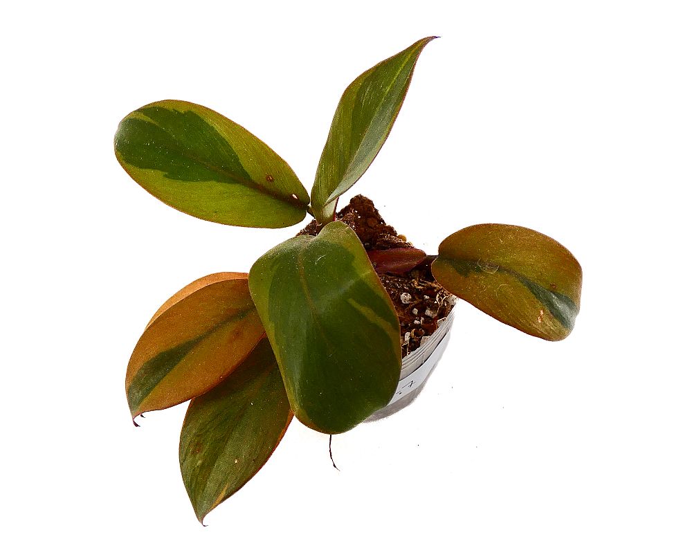 philodendron-erubescens-black-cardinal-red-leaf-philodendron-blushing-philodendron