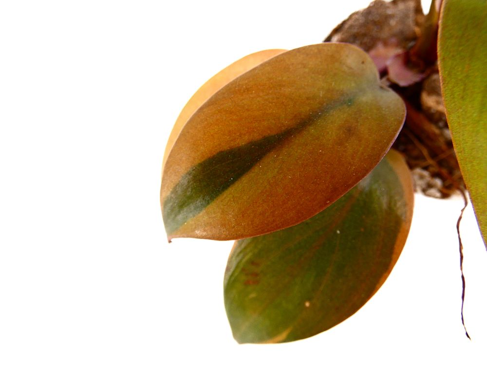 philodendron-erubescens-black-cardinal-red-leaf-philodendron-blushing-philodendron