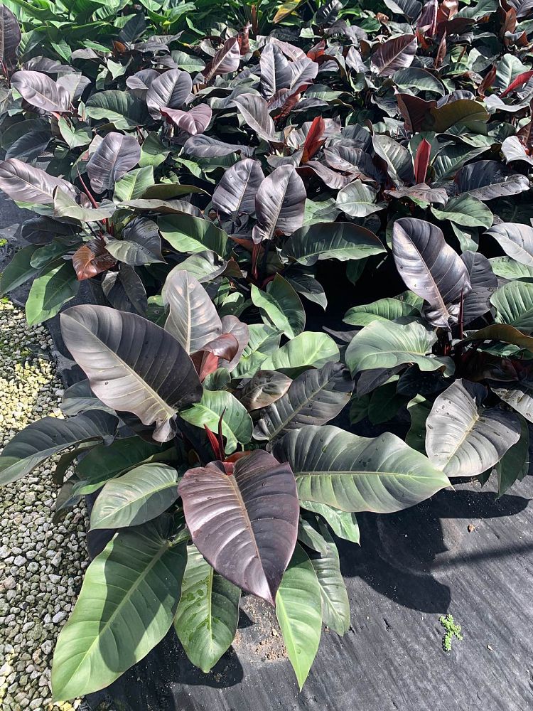 philodendron-erubescens-black-cardinal-red-leaf-philodendron-blushing-philodendron