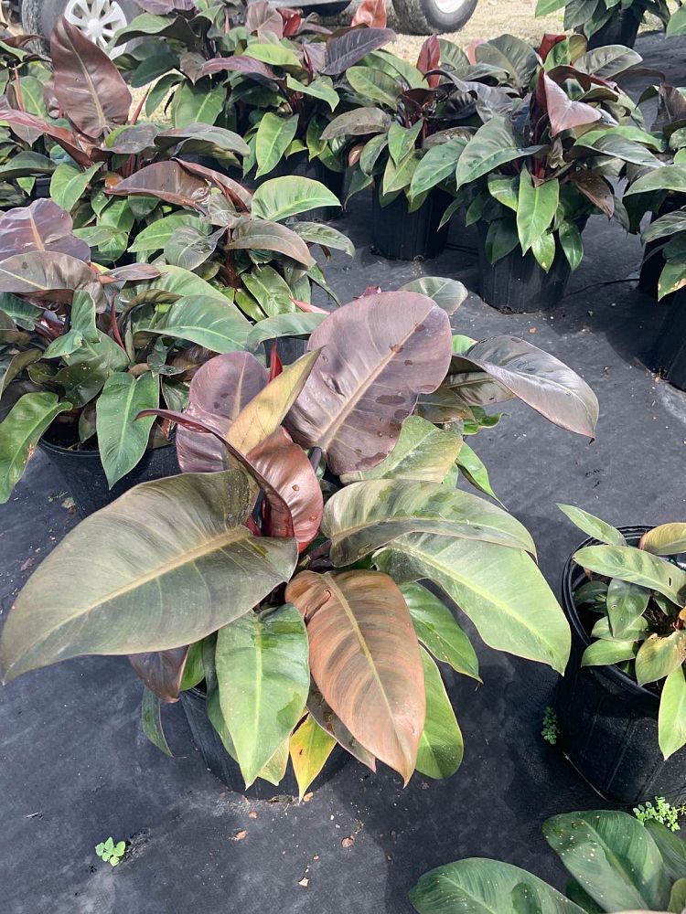 philodendron-erubescens-black-cardinal-red-leaf-philodendron-blushing-philodendron