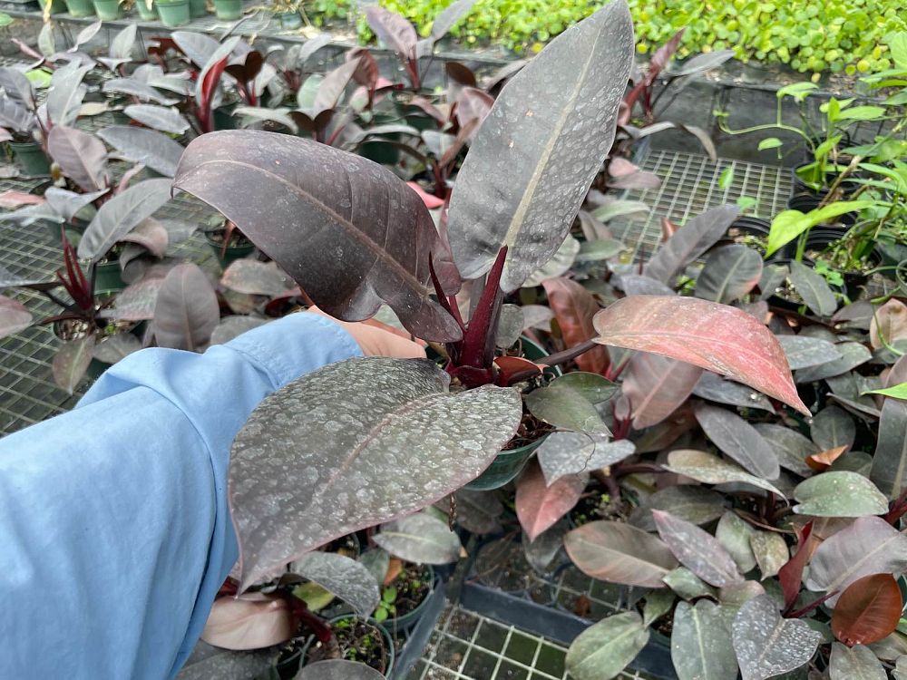 philodendron-erubescens-black-cardinal-red-leaf-philodendron-blushing-philodendron
