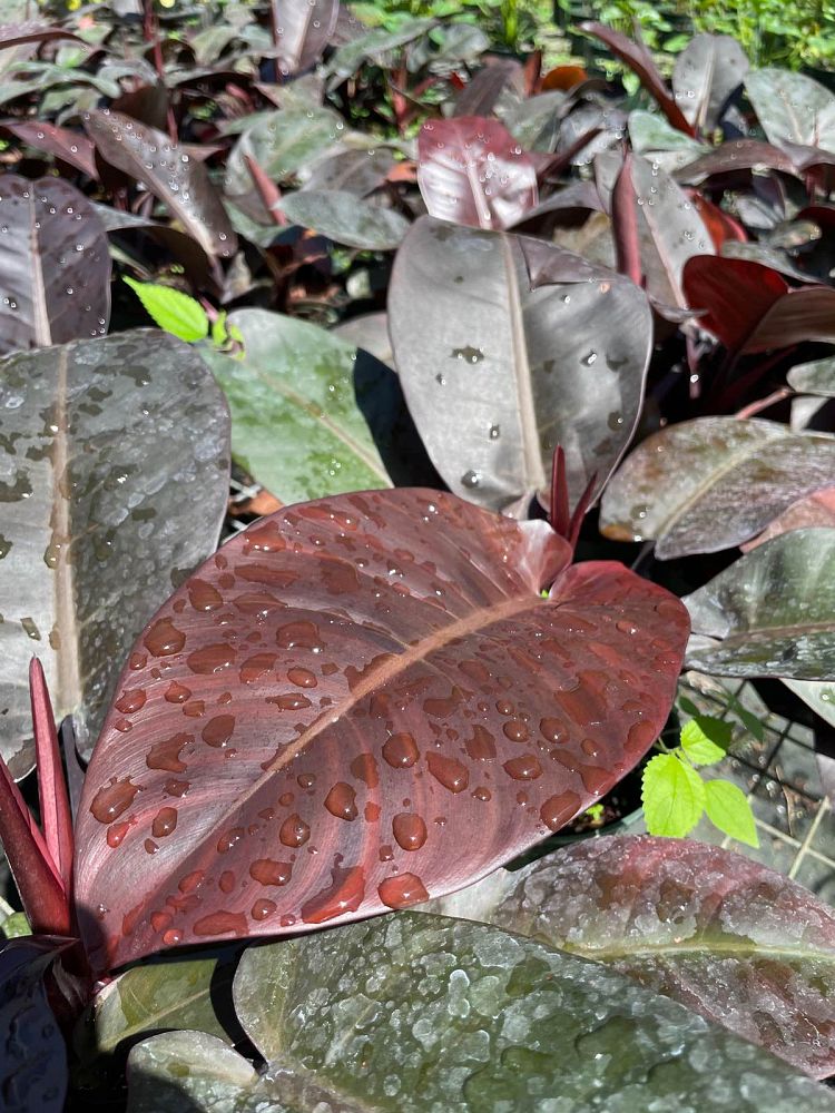 philodendron-erubescens-black-cardinal-red-leaf-philodendron-blushing-philodendron