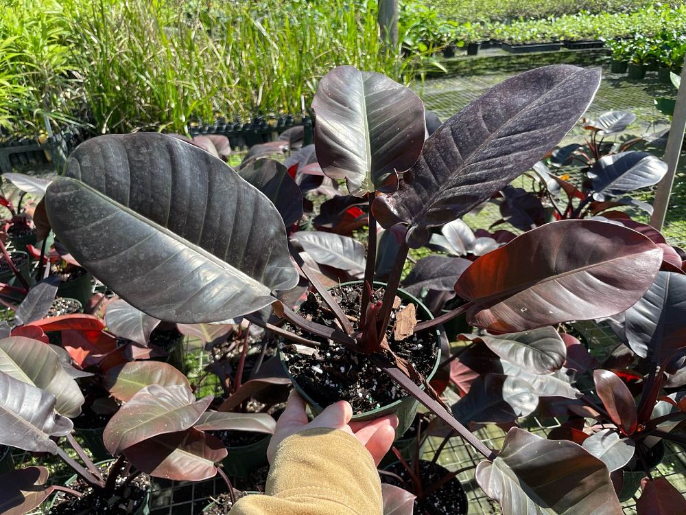 philodendron-erubescens-black-cardinal-red-leaf-philodendron-blushing-philodendron