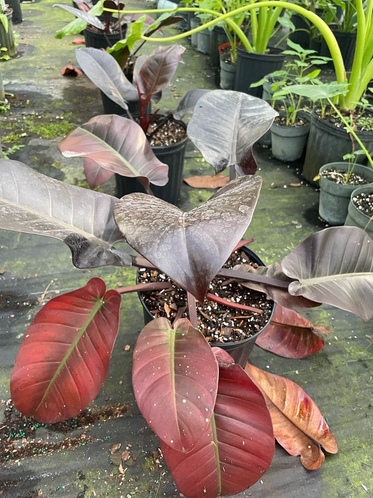 philodendron-erubescens-black-cardinal-red-leaf-philodendron-blushing-philodendron