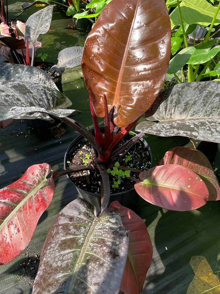 philodendron-erubescens-black-cardinal-red-leaf-philodendron-blushing-philodendron