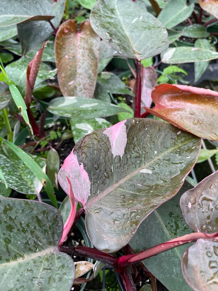 philodendron-erubescens-pink-princess