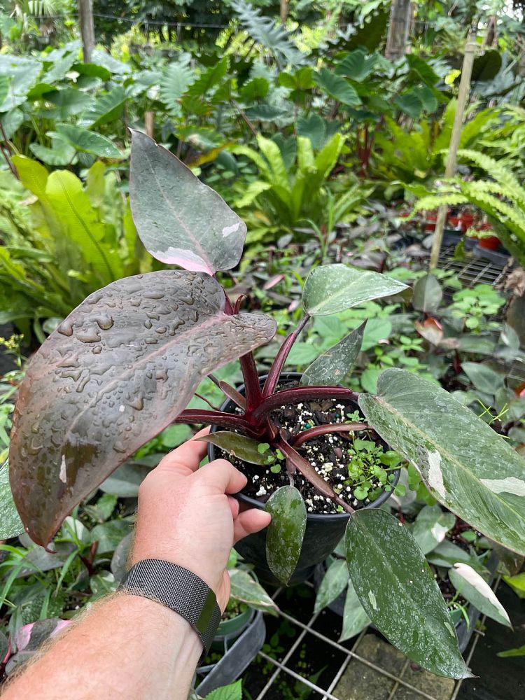 philodendron-erubescens-pink-princess