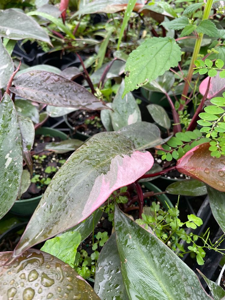 philodendron-erubescens-pink-princess