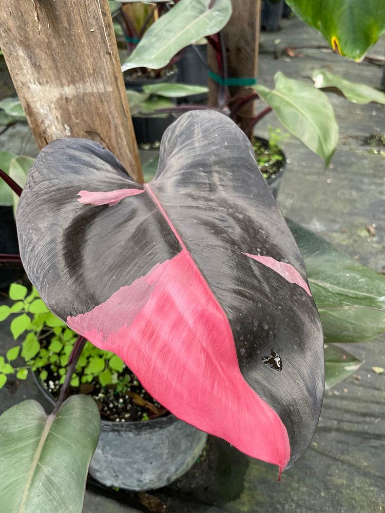 philodendron-erubescens-pink-princess