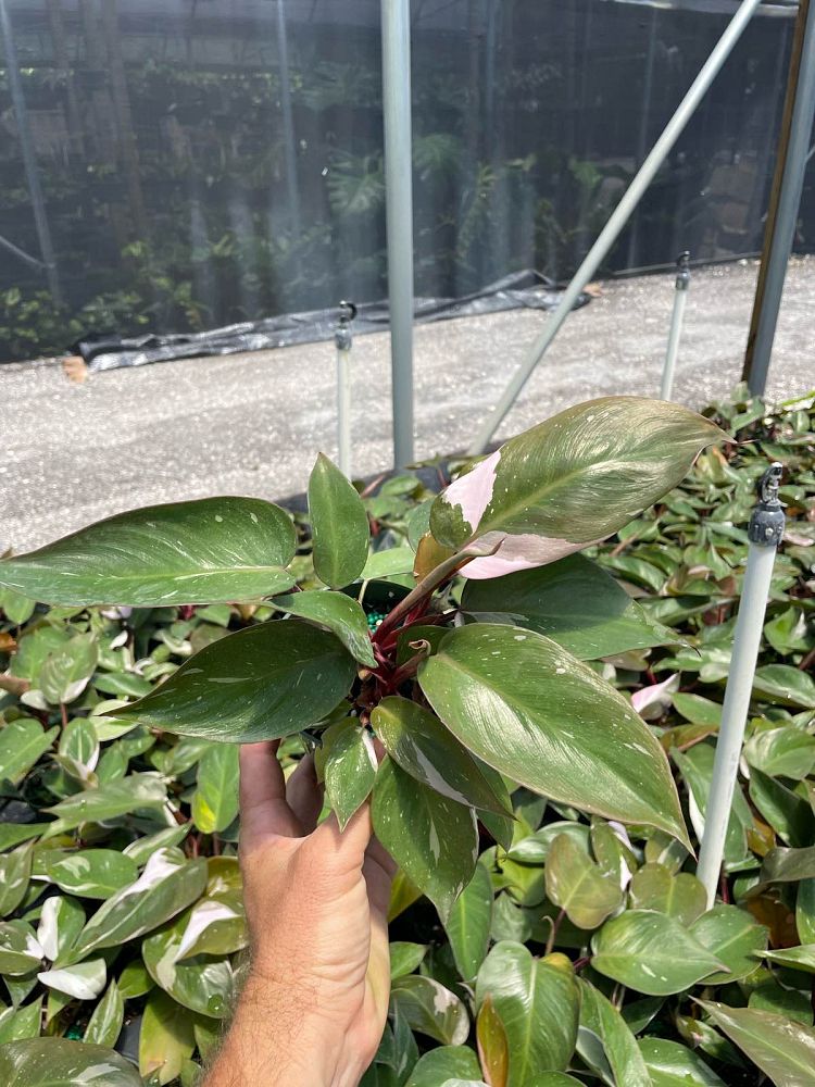 philodendron-erubescens-pink-princess