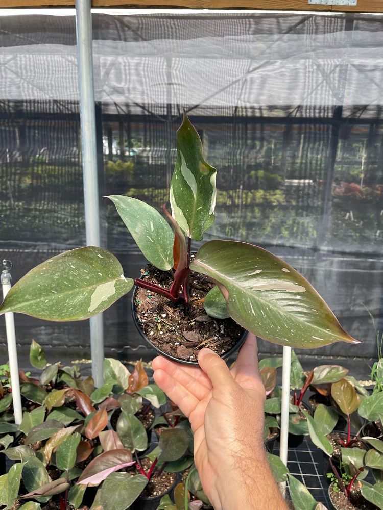 philodendron-erubescens-pink-princess
