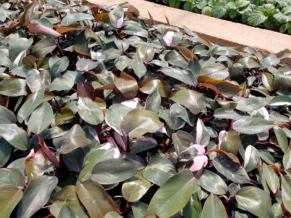 philodendron-erubescens-pink-princess