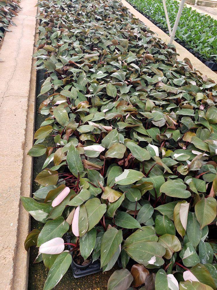 philodendron-erubescens-pink-princess