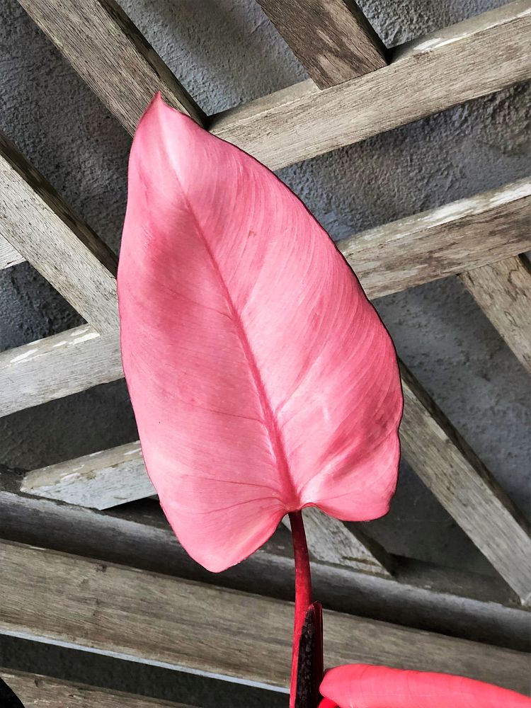 philodendron-erubescens-pink-princess