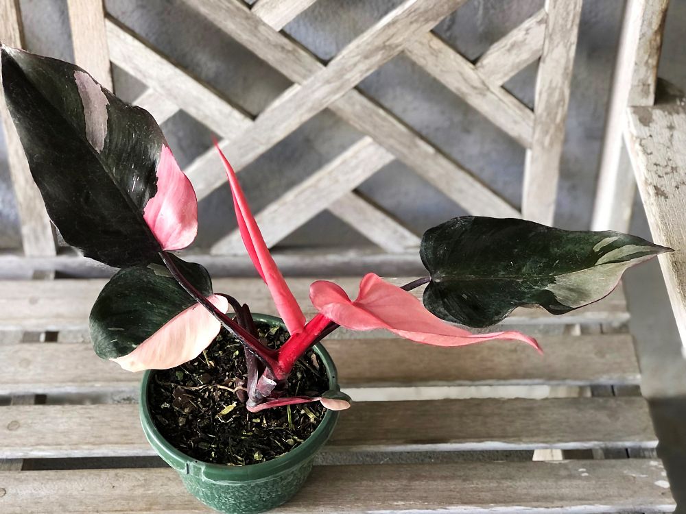philodendron-erubescens-pink-princess