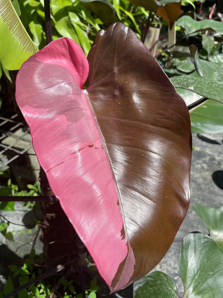 philodendron-erubescens-pink-princess