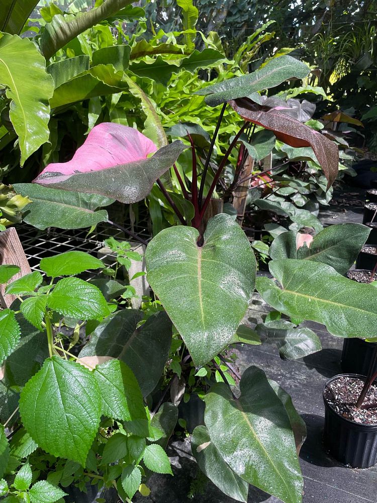 philodendron-erubescens-pink-princess