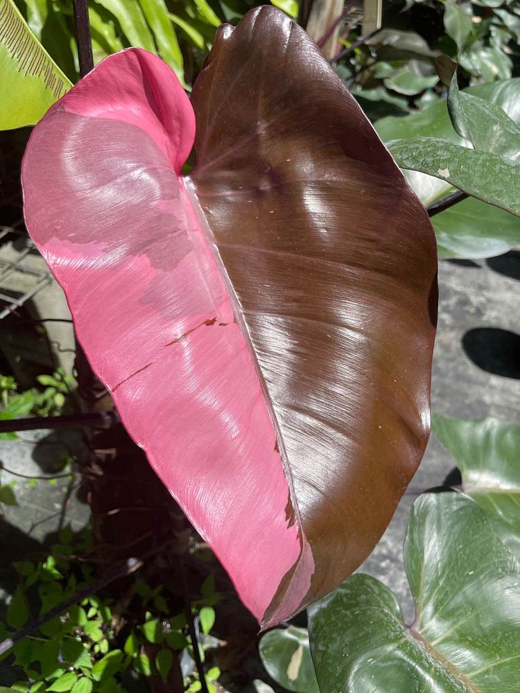 philodendron-erubescens-pink-princess