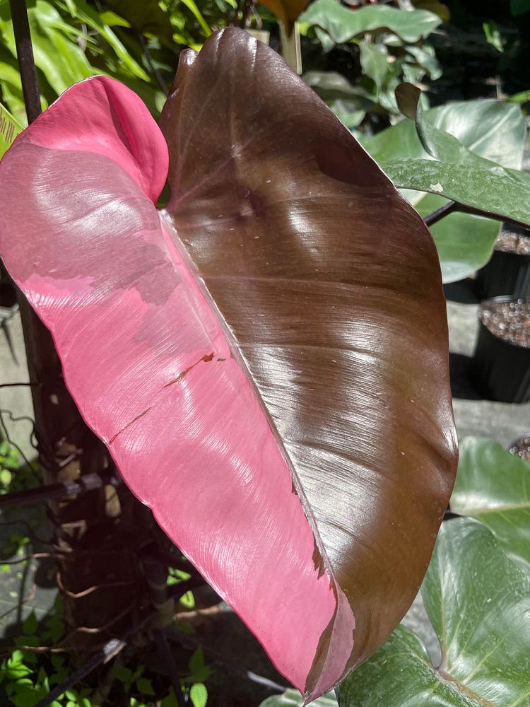 philodendron-erubescens-pink-princess