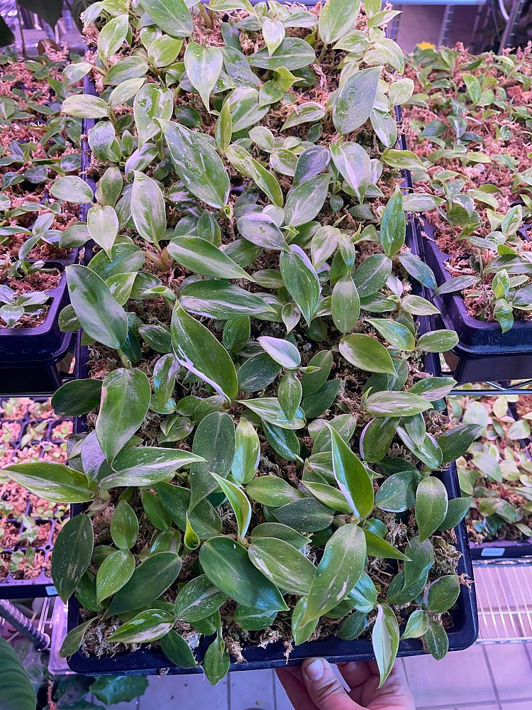 philodendron-erubescens-pink-princess