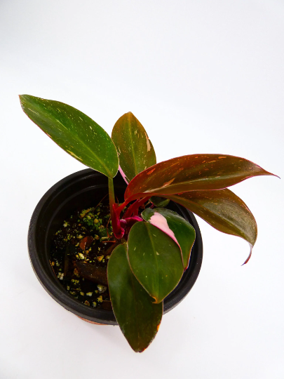 philodendron-erubescens-pink-princess