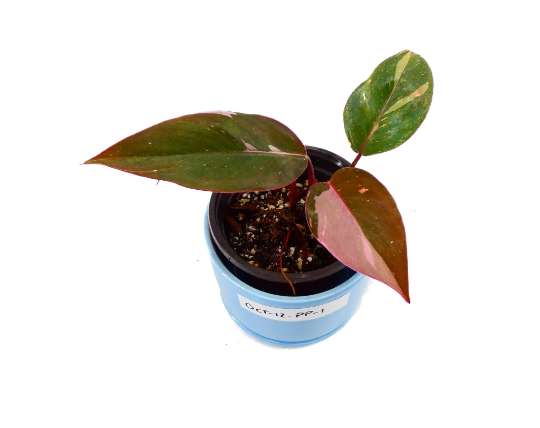 philodendron-erubescens-pink-princess