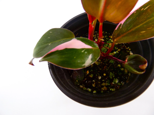 philodendron-erubescens-pink-princess