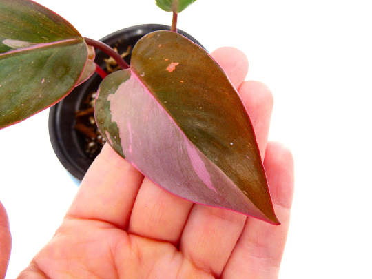 philodendron-erubescens-pink-princess