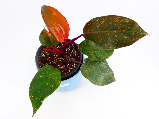 philodendron-erubescens-pink-princess