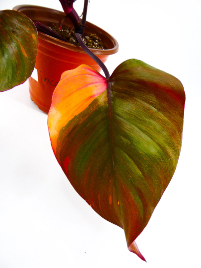 philodendron-erubescens-pink-princess
