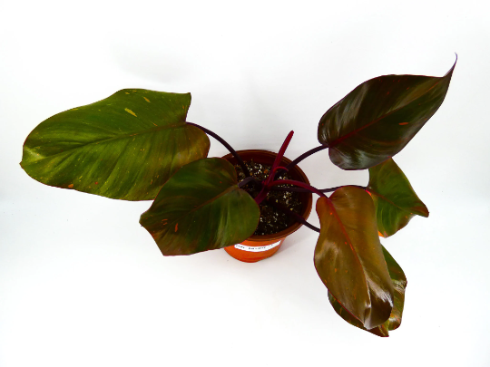 philodendron-erubescens-pink-princess