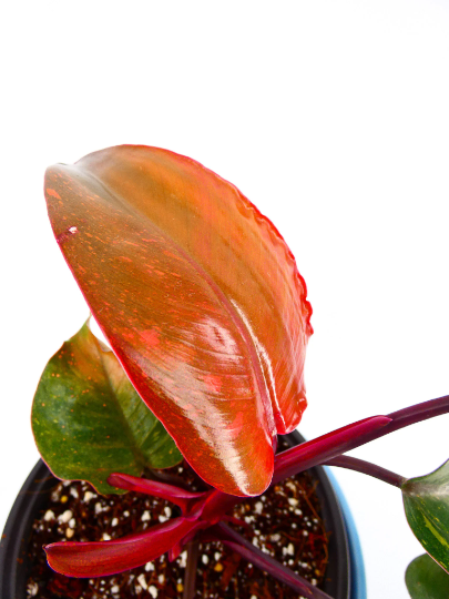 philodendron-erubescens-pink-princess