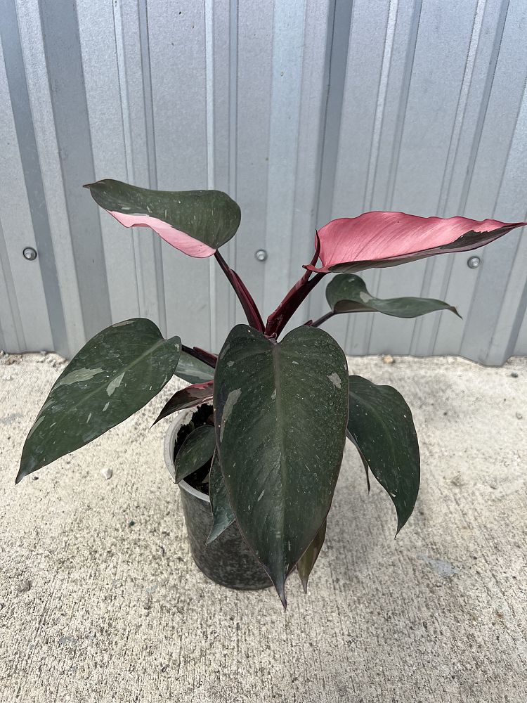 philodendron-erubescens-pink-princess