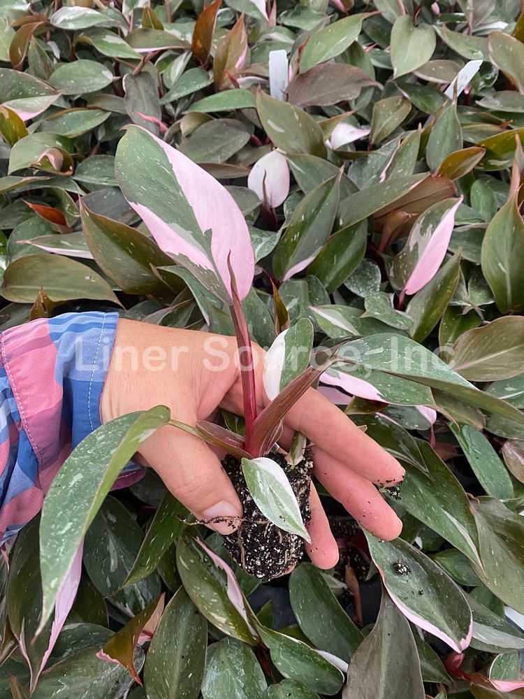 philodendron-erubescens-pink-princess