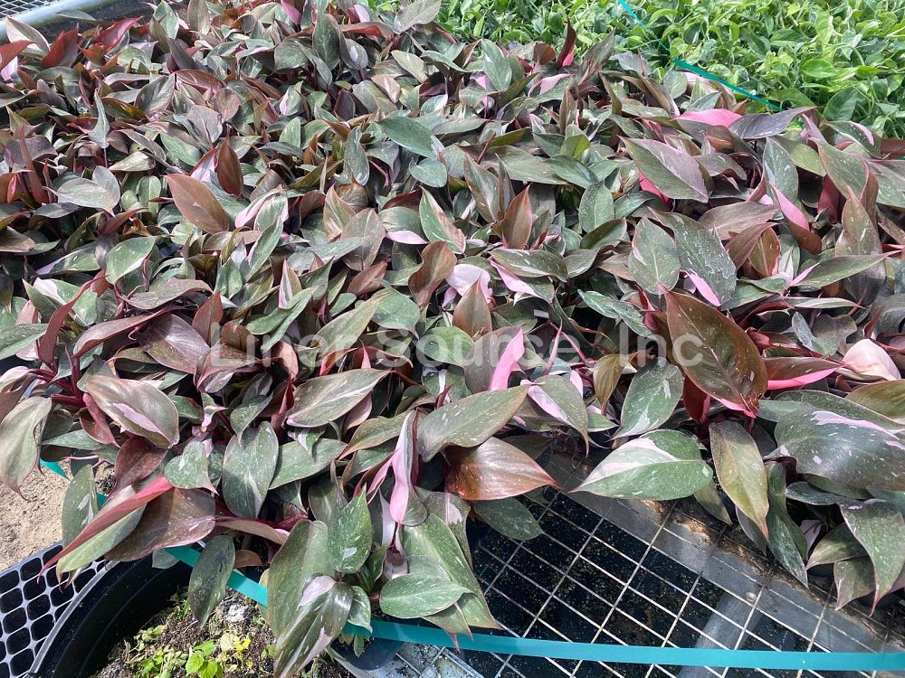 philodendron-erubescens-pink-princess