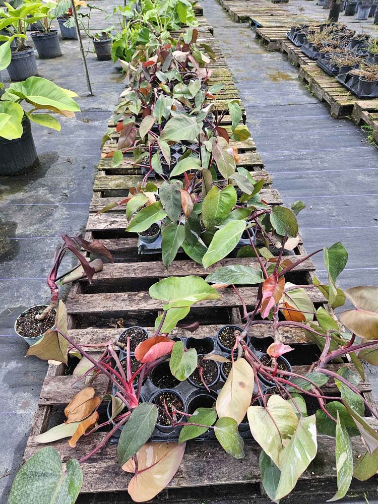 philodendron-erubescens-pink-princess