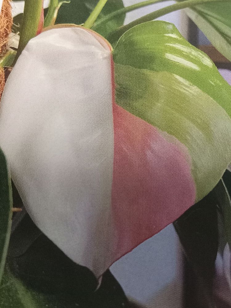 philodendron-erubescens-pink-princess