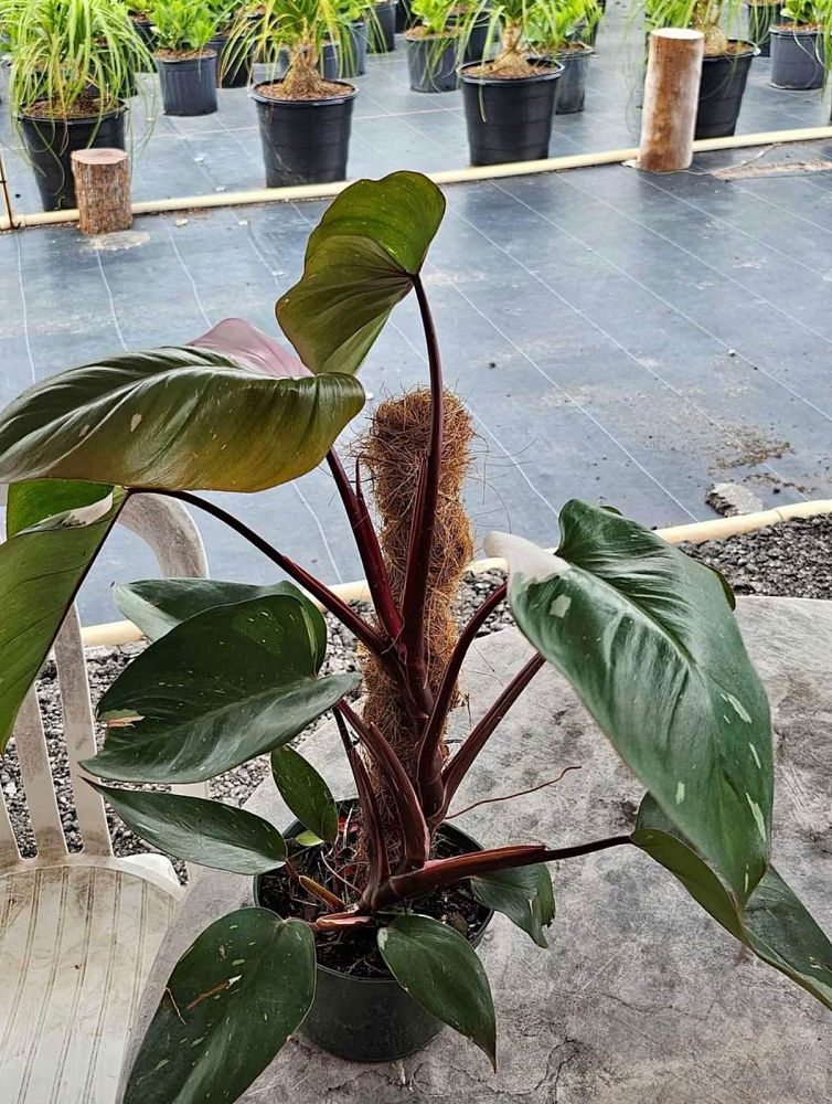 philodendron-erubescens-pink-princess